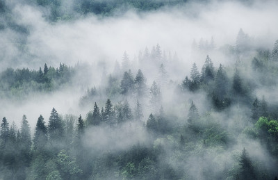 山上雾蒙蒙的森林。风景与树木和雾。雨后的风景。背景视图。自然,形象