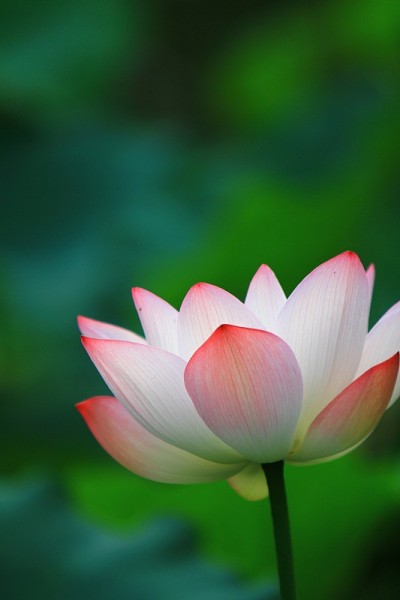 一朵莲花和莲花植物