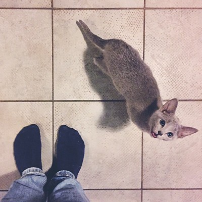 淡蓝色的猫
