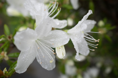 白色杜鹃花的花