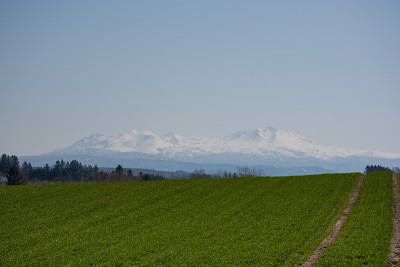 春天的麦田和雪山