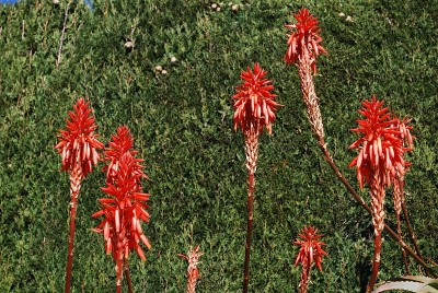 芦荟Arborescens、西班牙。