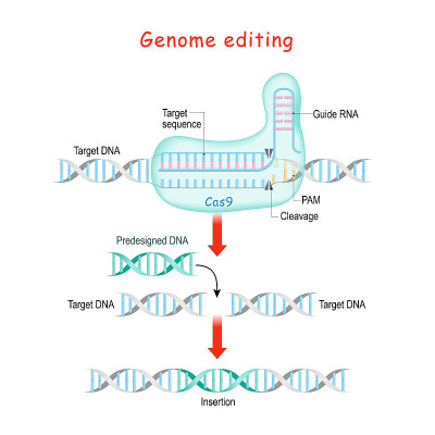 基因组编辑。CRISPR和Cas9分子外科。