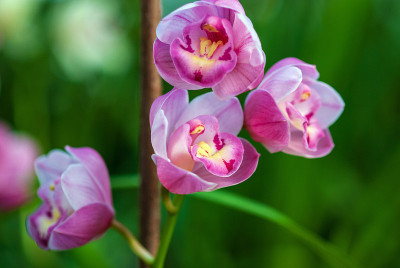 粉红色兰花开花，特写