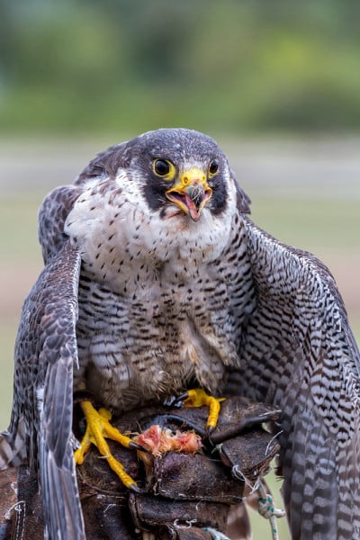 游隼(Falco peregrinus)。这些鸟跑得最快