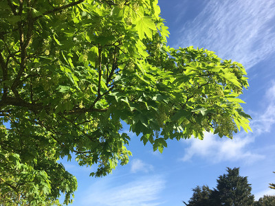 2018年5月，美国梧桐树开花