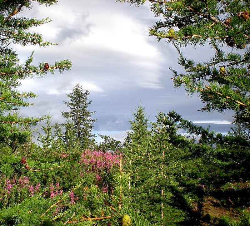 Taiga in Russian north. Coniferous forest in early