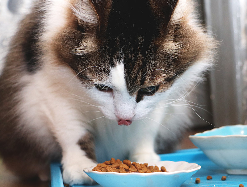 挪威森林猫吃干粮。纯种宠物午餐