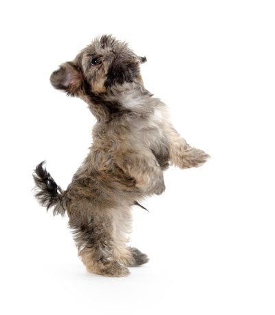 西施犬在乞讨