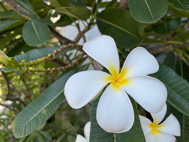 黄色白色鸡蛋花