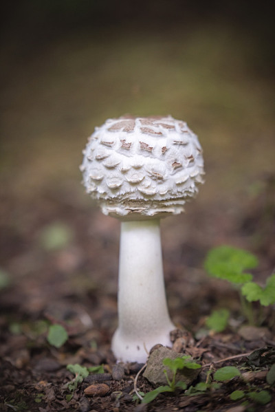 森林里美丽的棕白色蘑菇