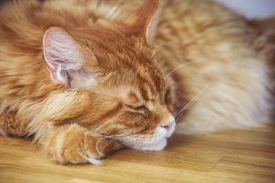 红色缅因猫躺在地板上