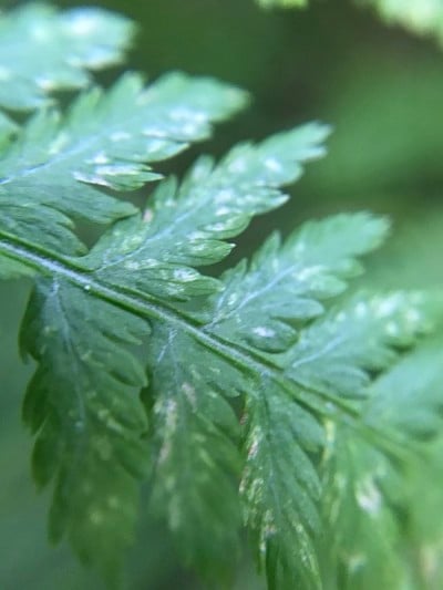苔藓关闭