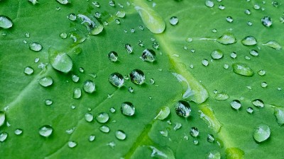 露水