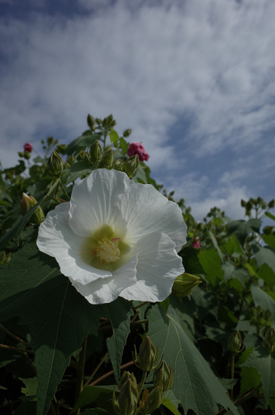 棉花Rosemallow