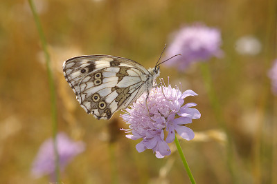 Melanargia galathea。蝴蝶