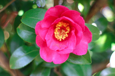 山茶花花