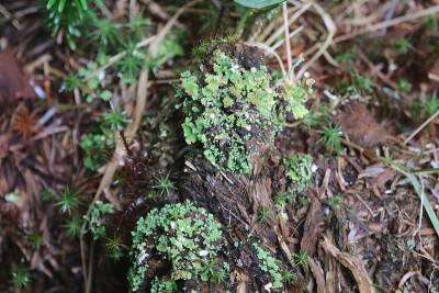 苔藓的森林