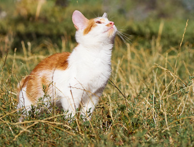 草丛里的小猫。