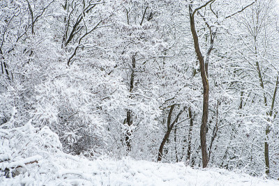 雪树和森林在冬天