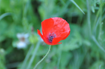 斑痕Hornpoppy