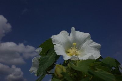 棉花Rosemallow