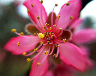 宏粉花
