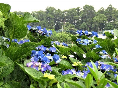 日本。6月。雨天。农村的场景。