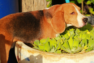 比格犬在小水池里玩水