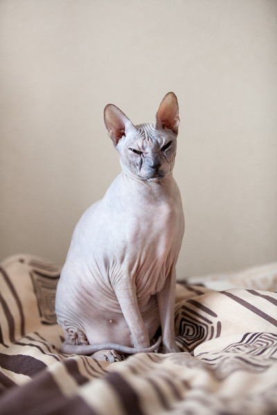 斯芬克斯无毛猫坐在床上看着相机