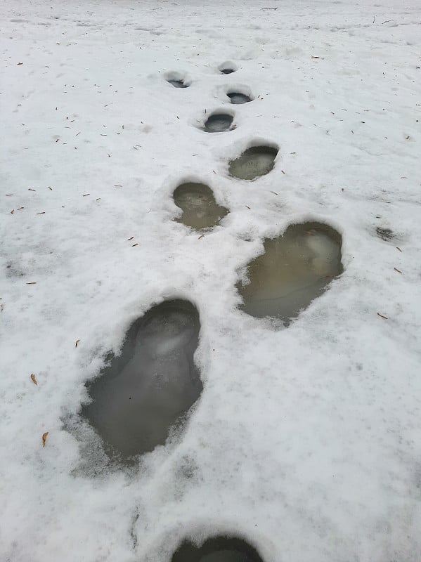 雪融化了。雪泥，雪地上的脚印