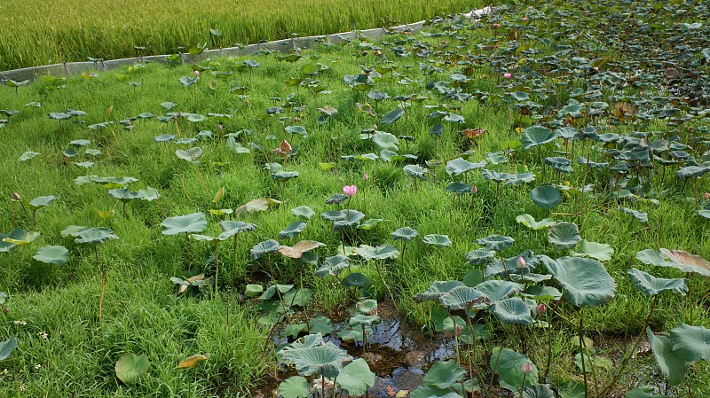 稻田里的荷花湖正在盛开，创造出谷粒和阴暗、多雨的天空的背景。