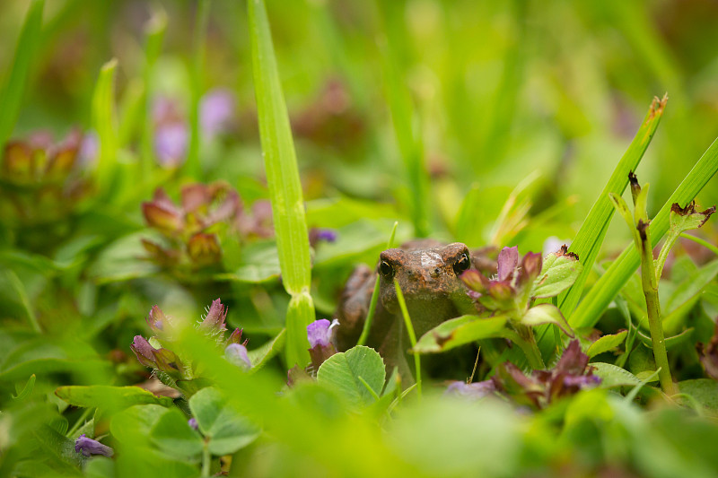 Toadlet在万灵药