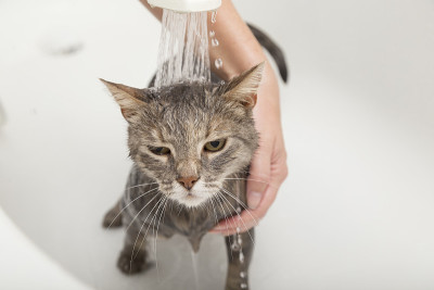 猫洗澡