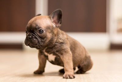 一个月大的法国斗牛犬。可爱的小狗。