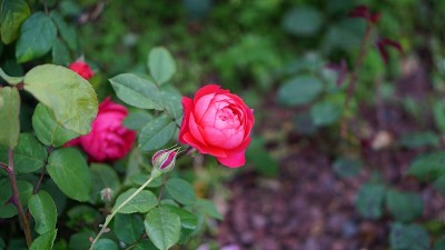 五颜六色的鲜花