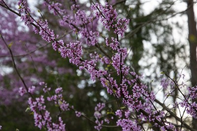 乡村樱花8