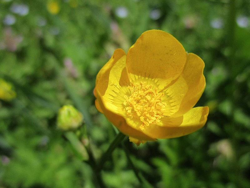 匍匐crofoot (Fr: Bouton d'or, renoncule rampante)(毛茛