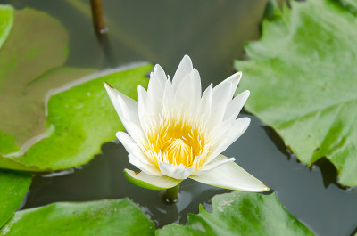 睡莲
