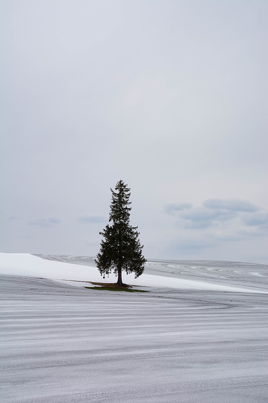 松树挺立在雪地里