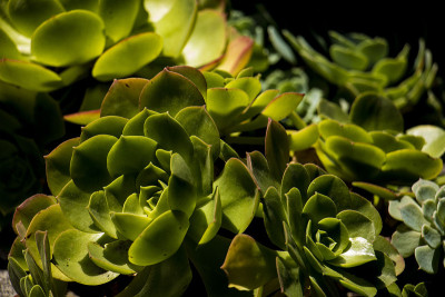 肉质植物系列2
