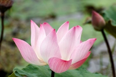 莲花