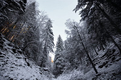 白雪覆盖的森林上方的天空