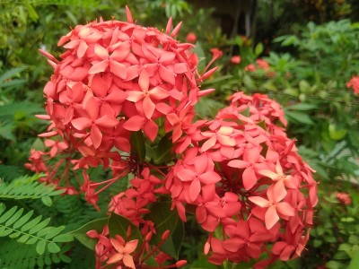 红火上林中花