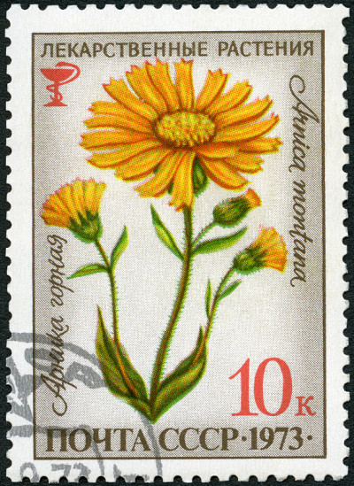邮票印在苏联蒙大拿山金车，药用植物，1973年