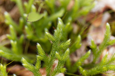 石松属植物，石松