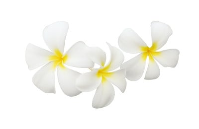 鸡蛋花(plumeria)花