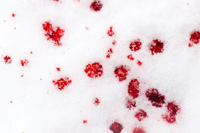 雪上有红色的血