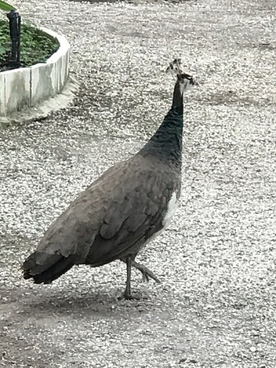驼鹿村
