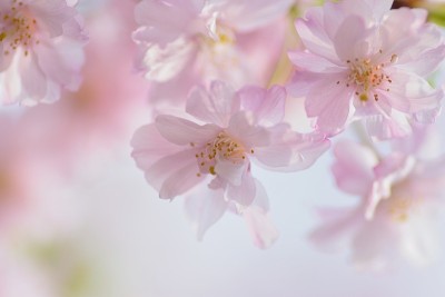 日本粉红色哭泣樱花枝的宏观纹理
